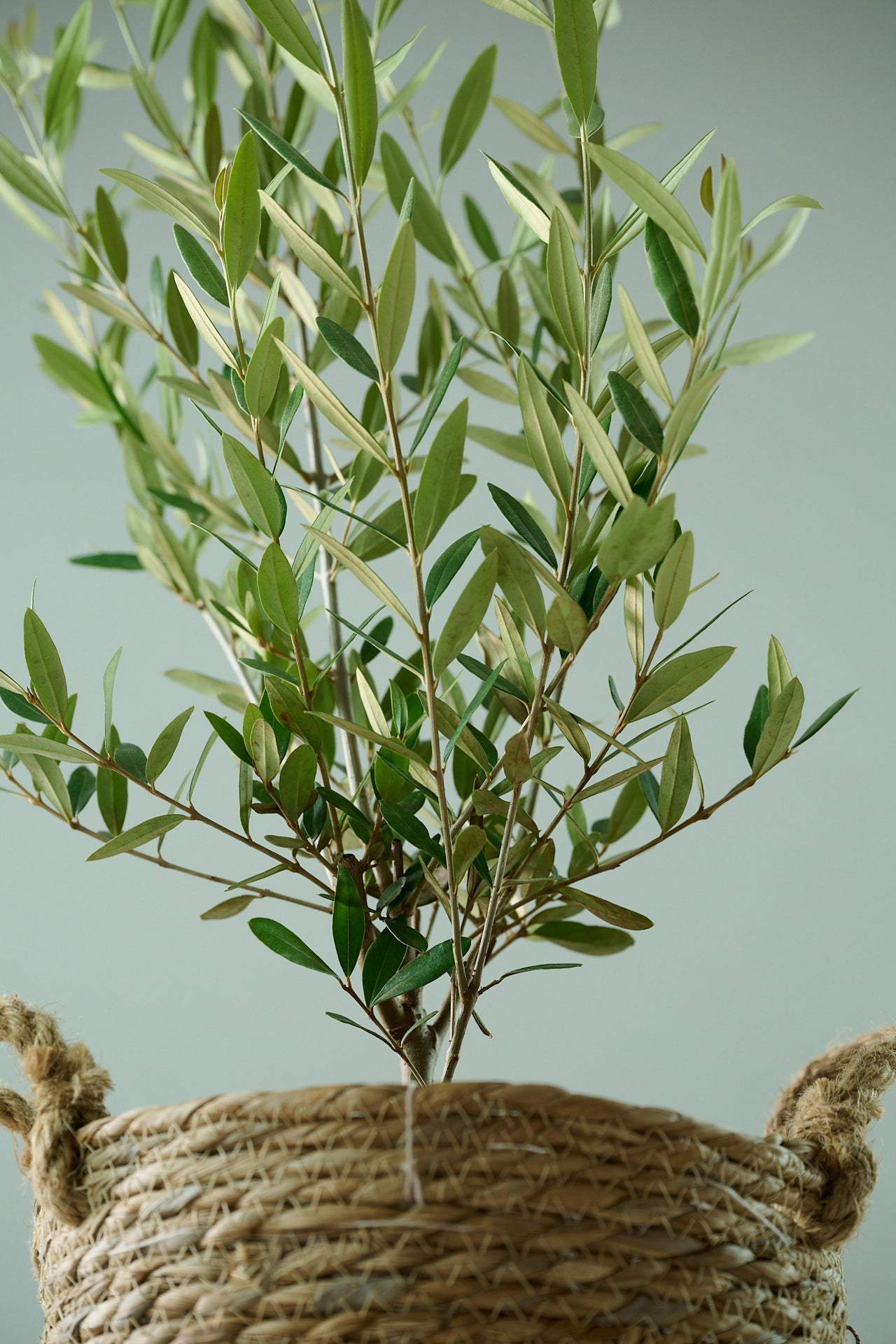 オリーブ(8号)+カゴ(8号)