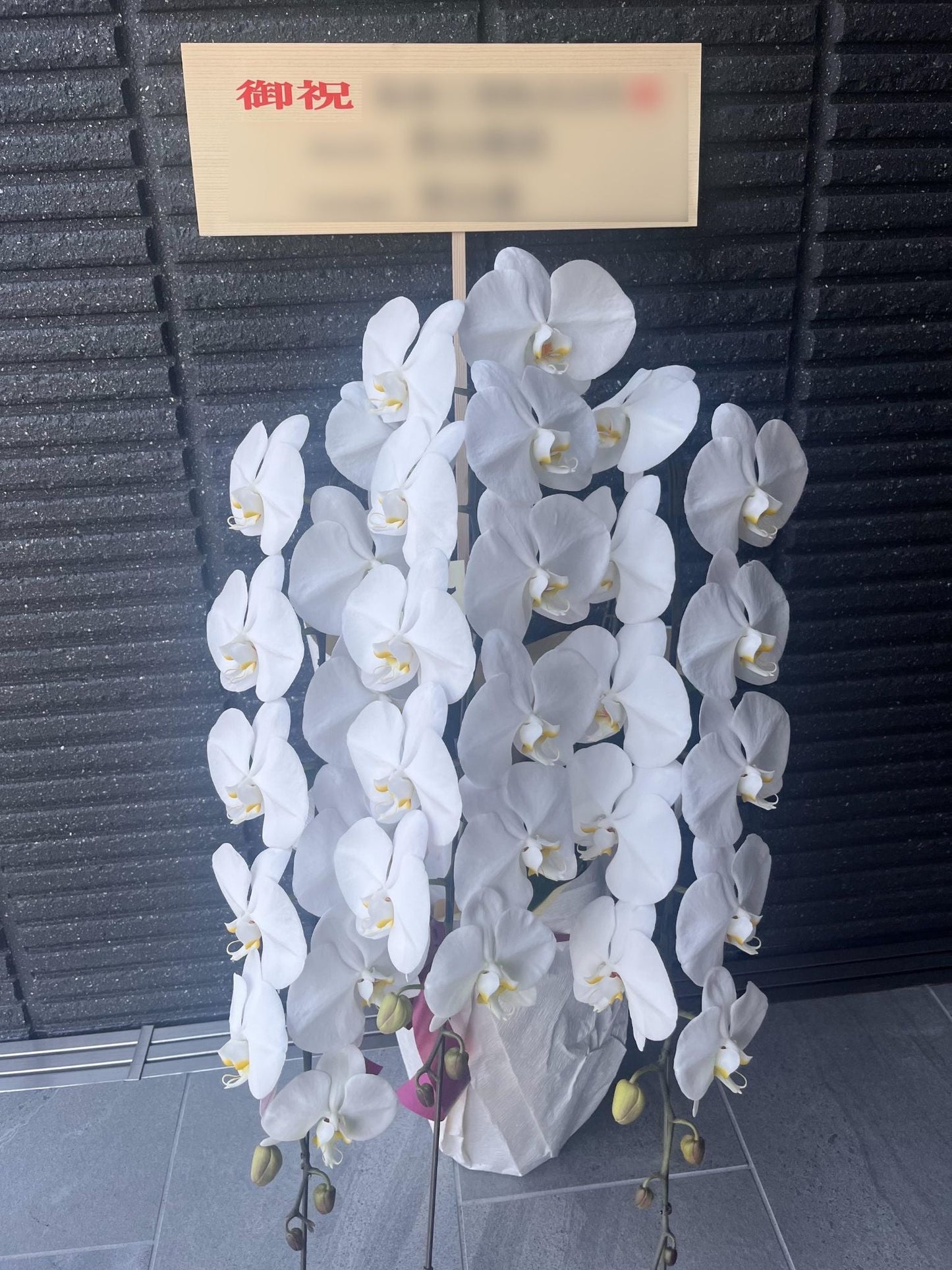 胡蝶蘭 白3本立ち