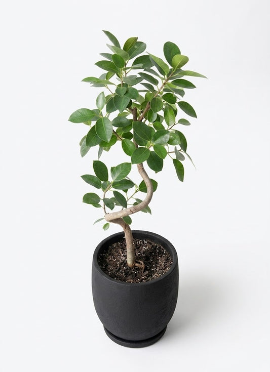 フィカス アルテシーマ6号 曲り