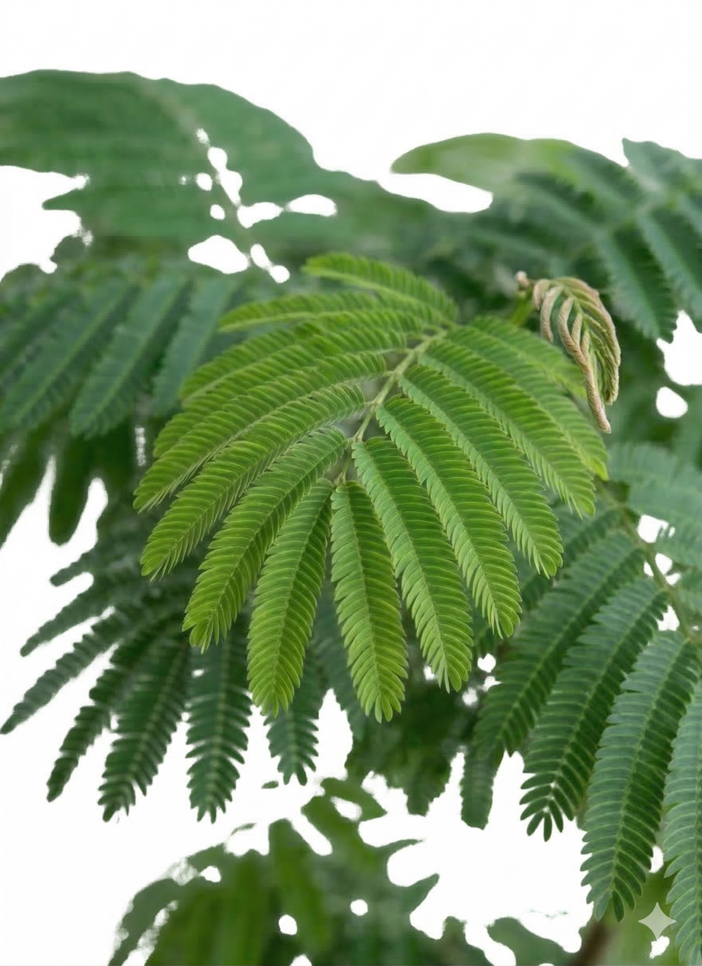 エバーフレッシュ10号 曲り ラスターポット 付き