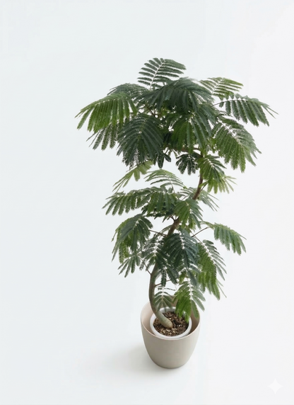 エバーフレッシュ10号 曲り ラスターポット 付き