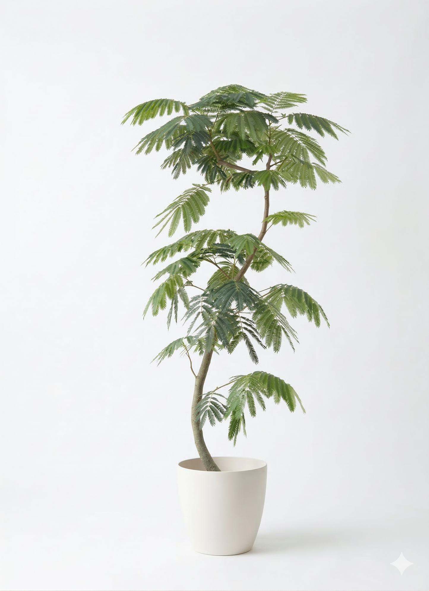 エバーフレッシュ10号 曲り ラスターポット 付き