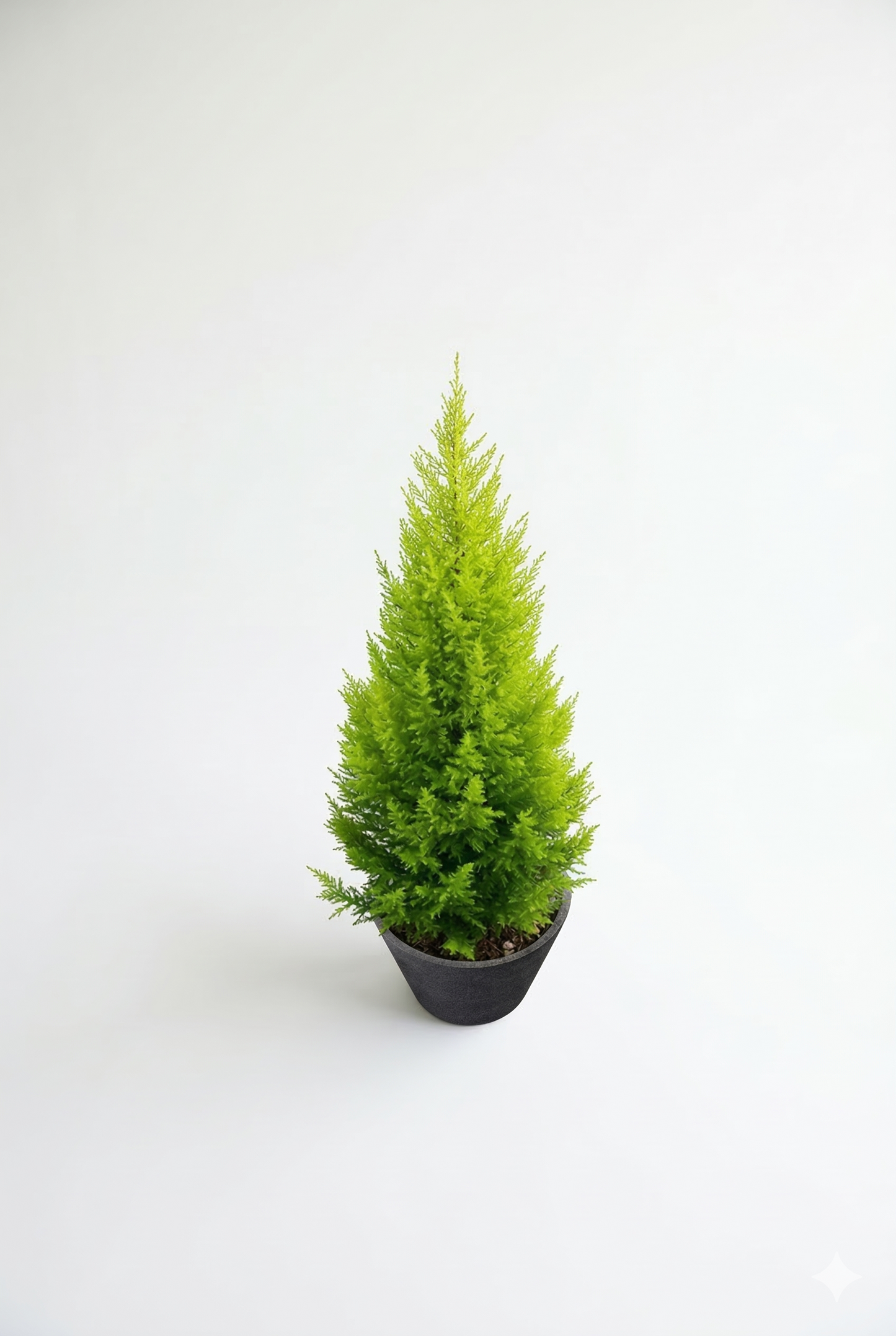 ゴールドクレスト10号　鉢付き