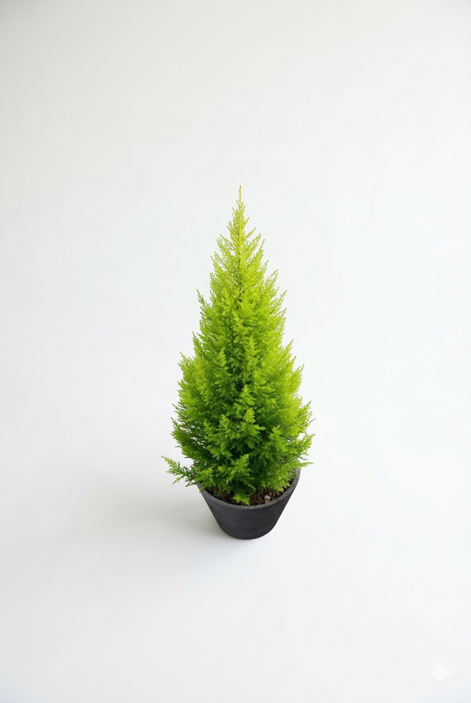 ゴールドクレスト10号　鉢付き