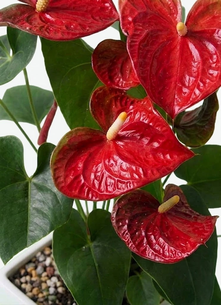 アンスリウム6号 レッド