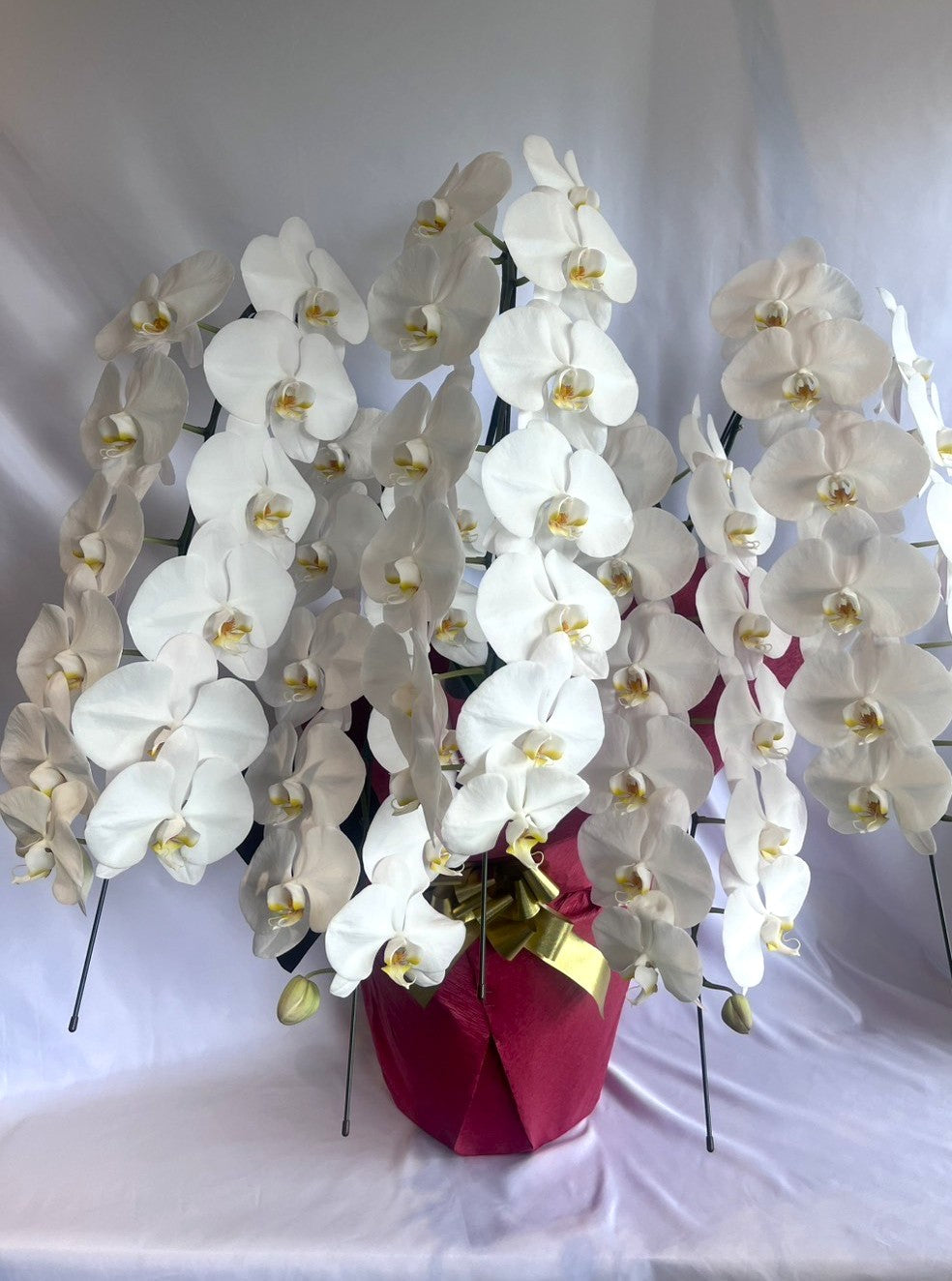 胡蝶蘭　白5本立ち（つぼみを含む50輪以上） オープン記念送料・立札無料