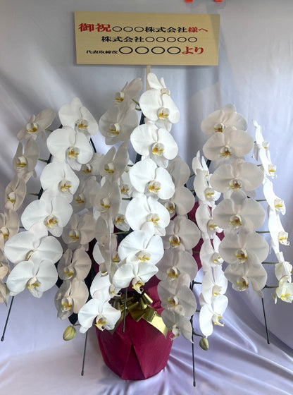 胡蝶蘭　白5本立ち（つぼみを含む50輪以上） オープン記念送料・立札無料