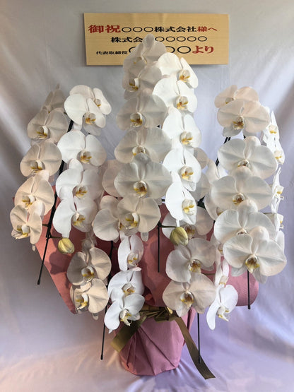胡蝶蘭　白5本立ち（つぼみを含む50輪以上） オープン記念送料・立札無料