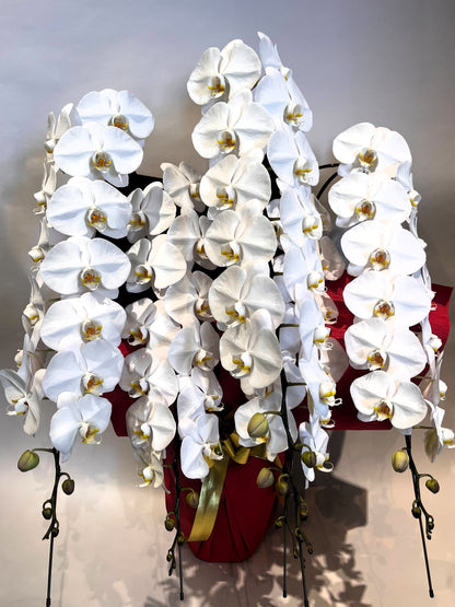 胡蝶蘭　白5本立ち（つぼみを含む50輪以上） オープン記念送料・立札無料