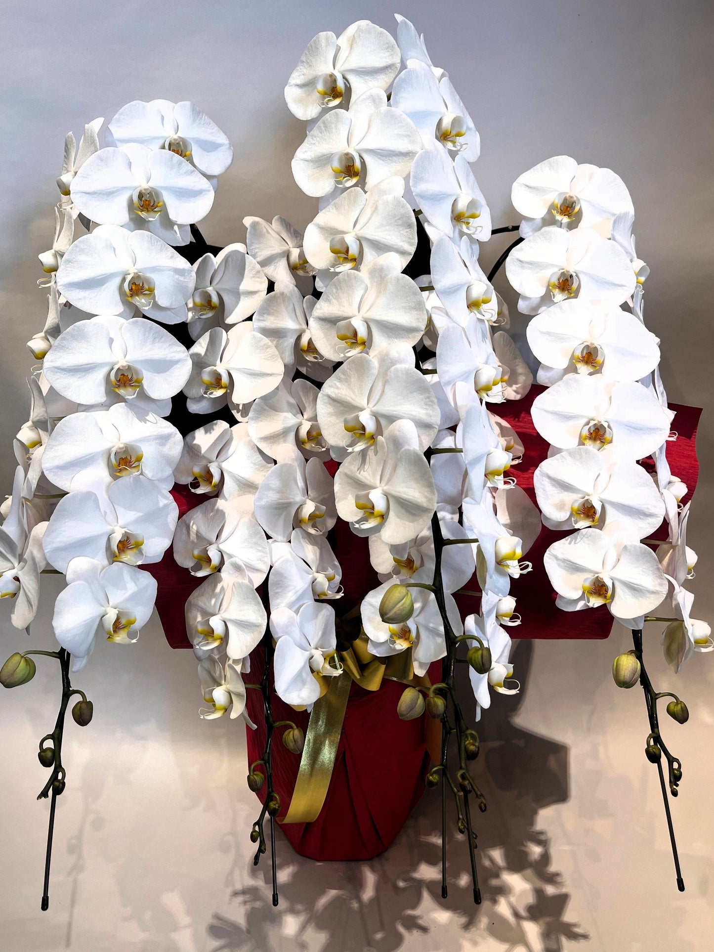 胡蝶蘭　白5本立ち（つぼみを含む50輪以上） オープン記念送料・立札無料