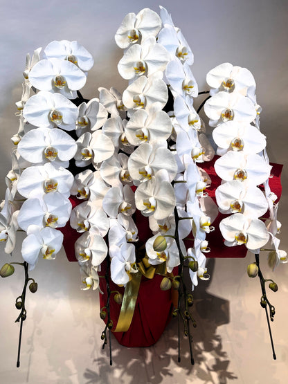 胡蝶蘭　白5本立ち（つぼみを含む50輪以上） オープン記念送料・立札無料