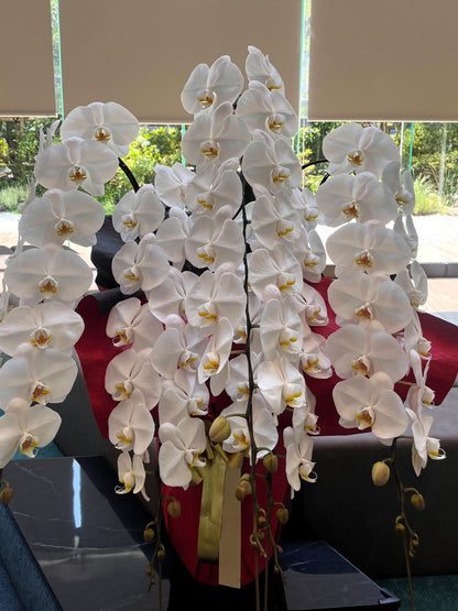 胡蝶蘭　白5本立ち（つぼみを含む50輪以上） オープン記念送料・立札無料