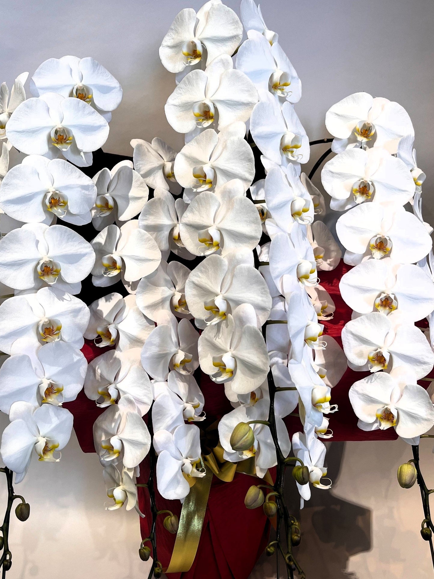 胡蝶蘭　白5本立ち（つぼみを含む50輪以上） オープン記念送料・立札無料