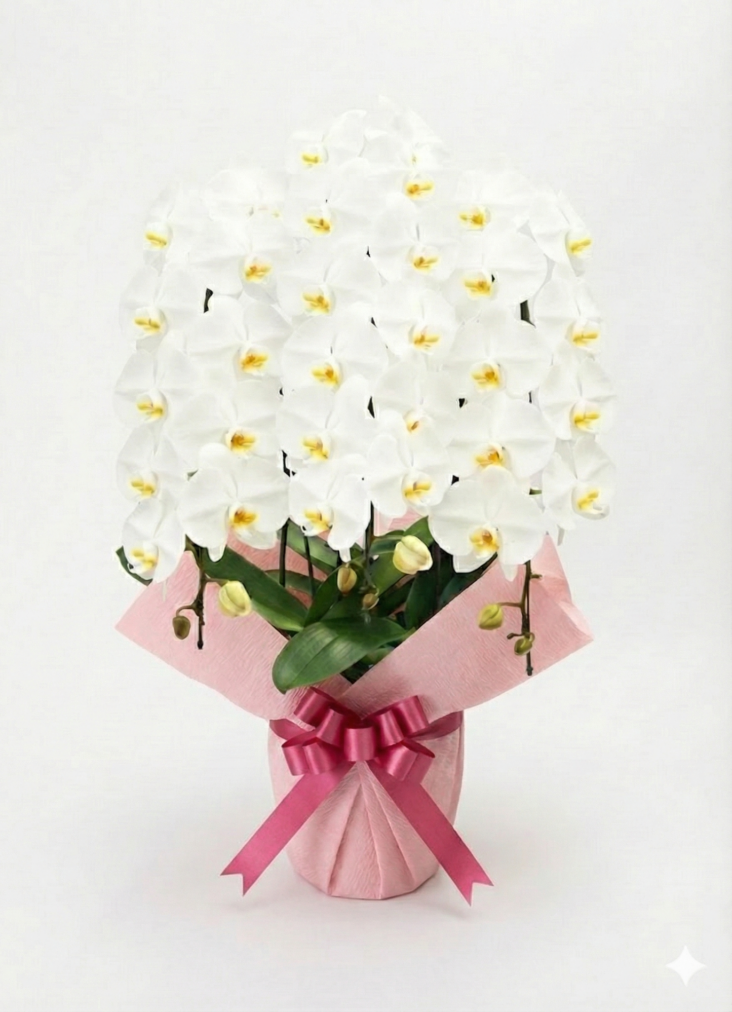 胡蝶蘭　白3本立ち（開花輪白30以上）オープン記念送料・立札無料