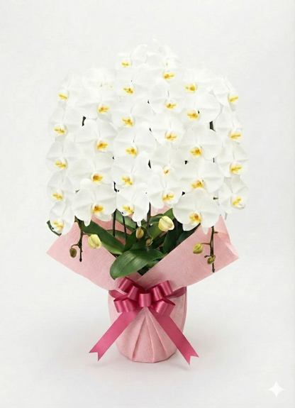 胡蝶蘭　白3本立ち（開花輪白30以上）オープン記念送料・立札無料