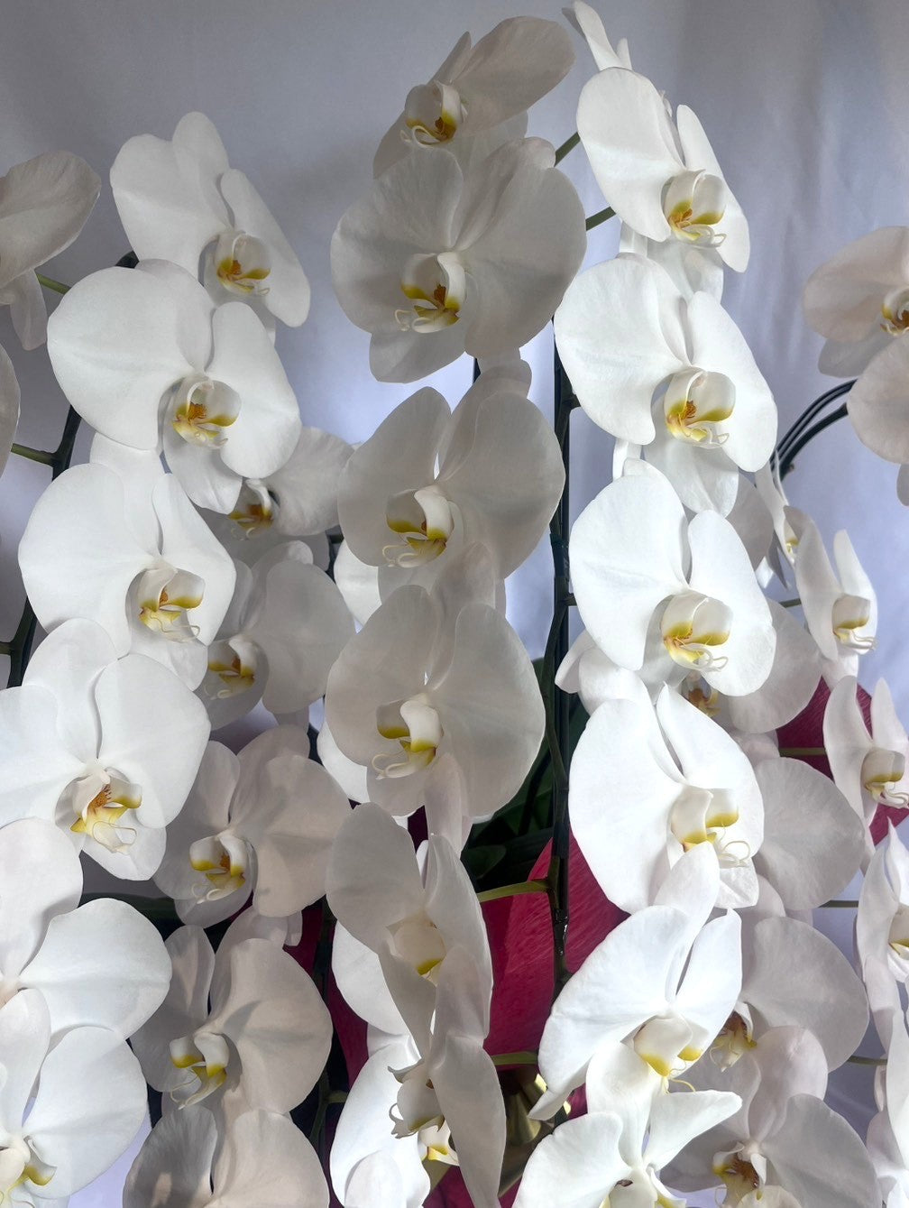 胡蝶蘭　白5本立ち（つぼみを含む50輪以上） オープン記念送料・立札無料