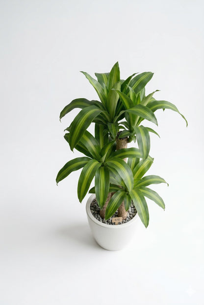 ドラセナ 幸福の木8号　ラスターポット 付き