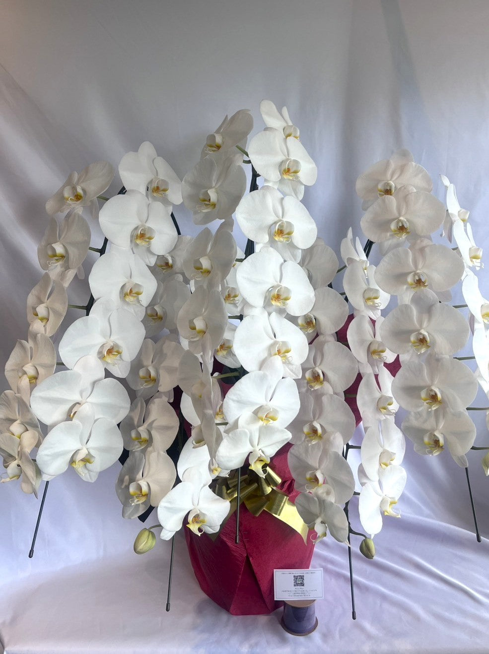 胡蝶蘭　白5本立ち（つぼみを含む50輪以上） オープン記念送料・立札無料