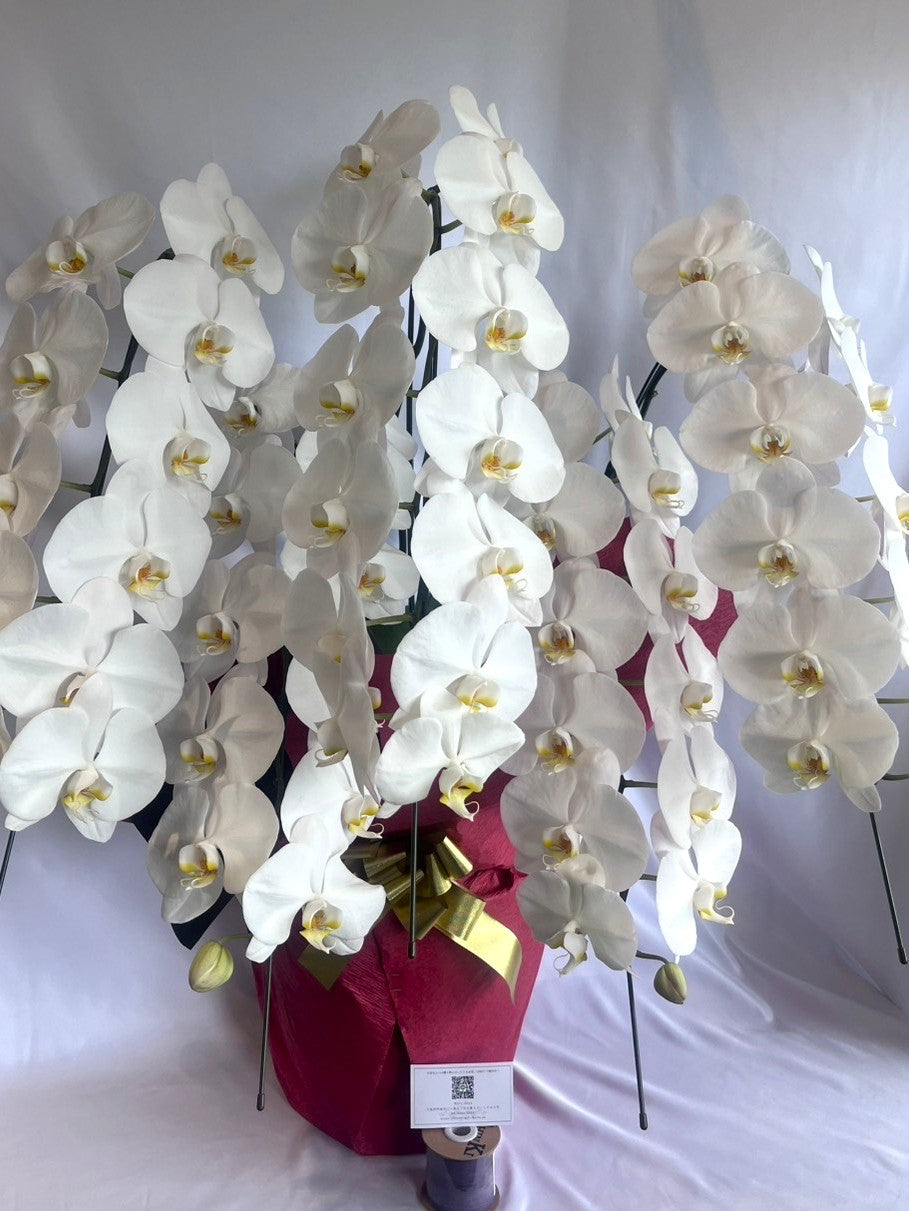 胡蝶蘭　白5本立ち（つぼみを含む50輪以上） オープン記念送料・立札無料