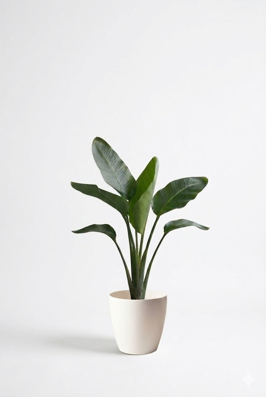 オーガスタ6号 ラスターポット 付き