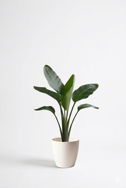 オーガスタ6号 ラスターポット 付き