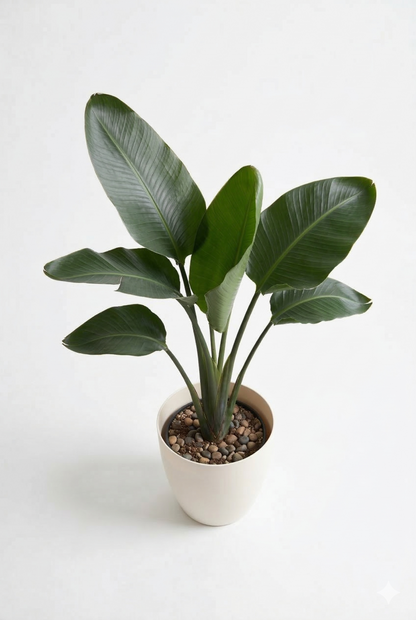 オーガスタ6号 ラスターポット 付き