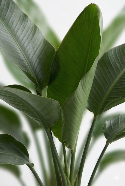 オーガスタ6号 ラスターポット 付き