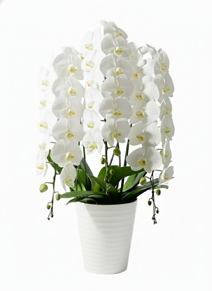 胡蝶蘭　白3本立ち（開花輪白30以上）オープン記念送料・立札無料