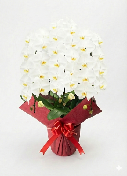 胡蝶蘭　白3本立ち（開花輪白30以上）オープン記念送料・立札無料