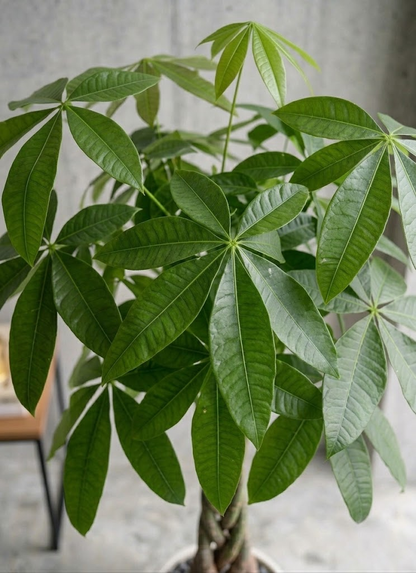 観葉植物 パキラ 8号 ねじり ラスターポット 付き