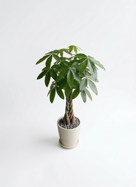 観葉植物 パキラ 8号 ねじり ラスターポット 付き