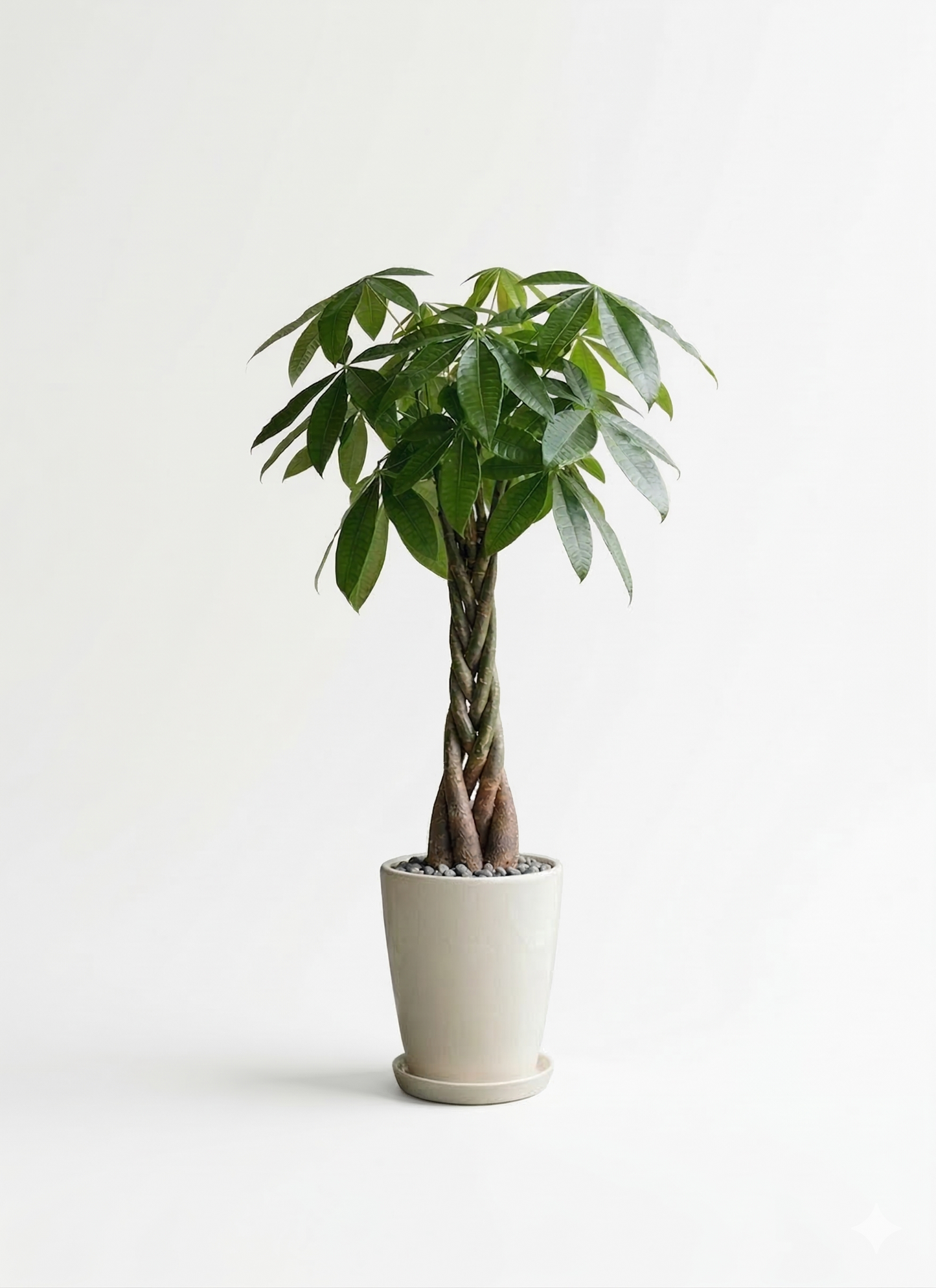 観葉植物 パキラ 8号 ねじり ラスターポット 付き