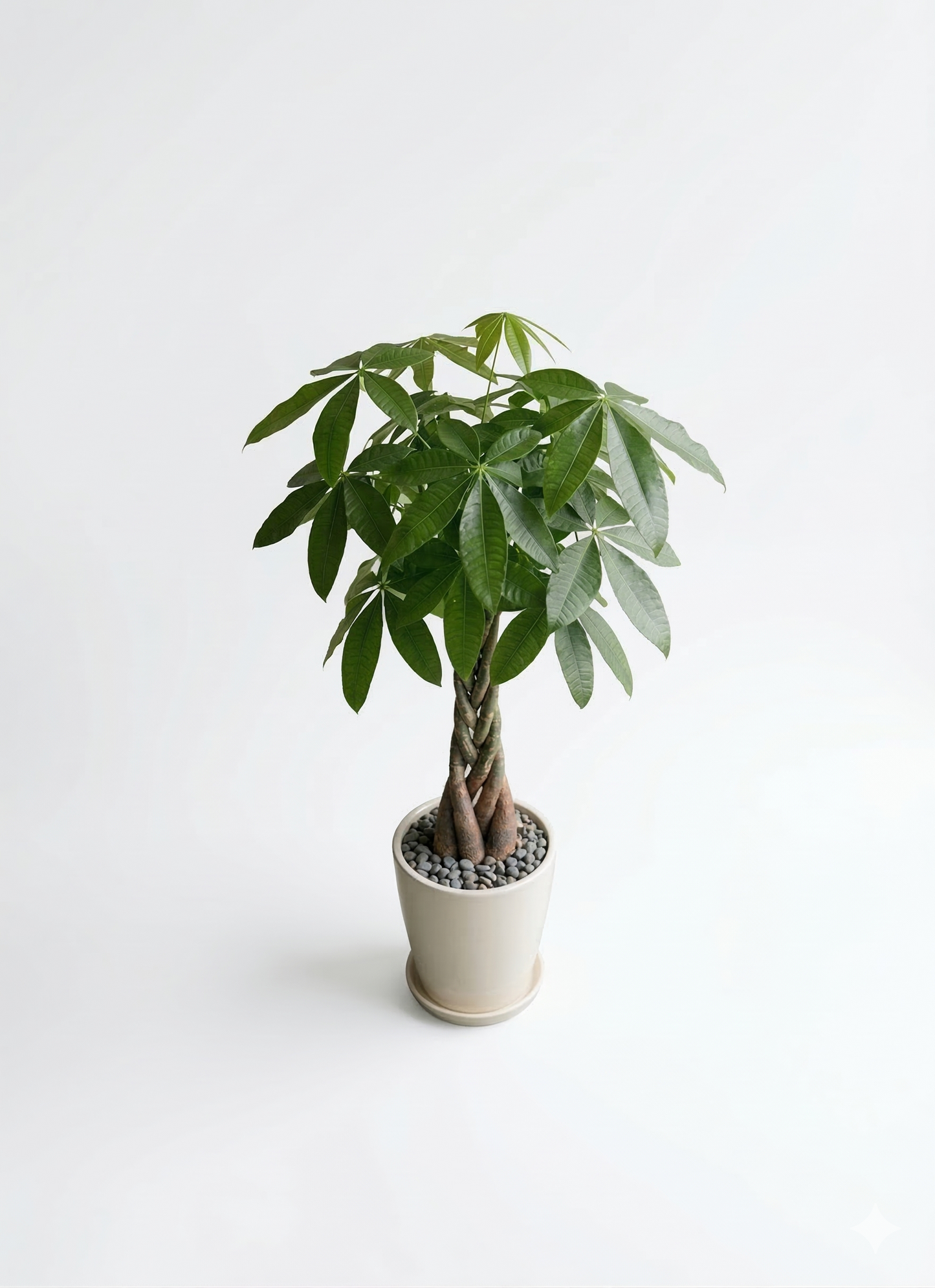 観葉植物 パキラ 8号 ねじり ラスターポット 付き