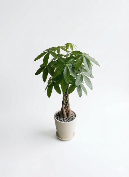 観葉植物 パキラ 8号 ねじり ラスターポット 付き