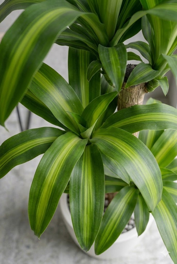 ドラセナ 幸福の木8号　ラスターポット 付き