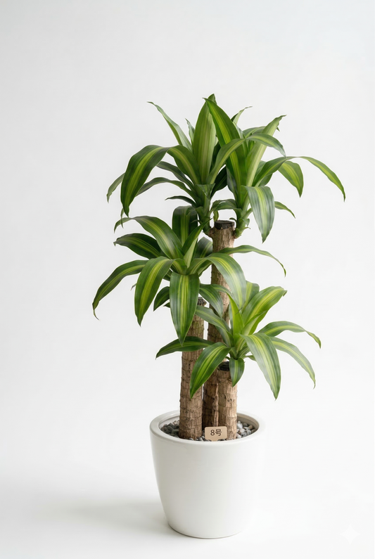 ドラセナ 幸福の木8号　ラスターポット 付き
