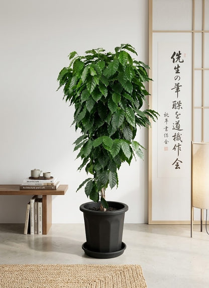 コーヒーの木10号