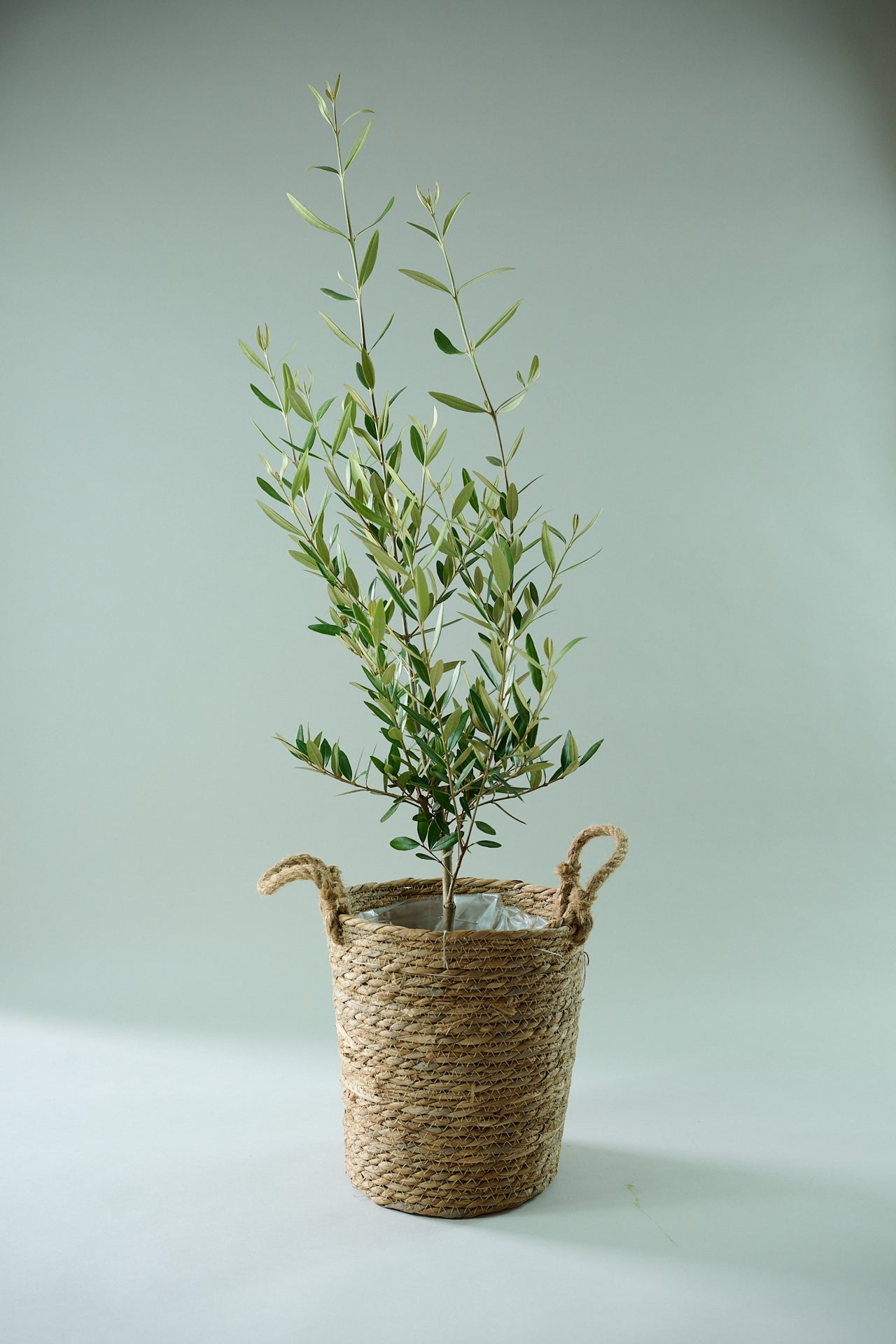 オリーブ（8号）＋カゴ（8号）