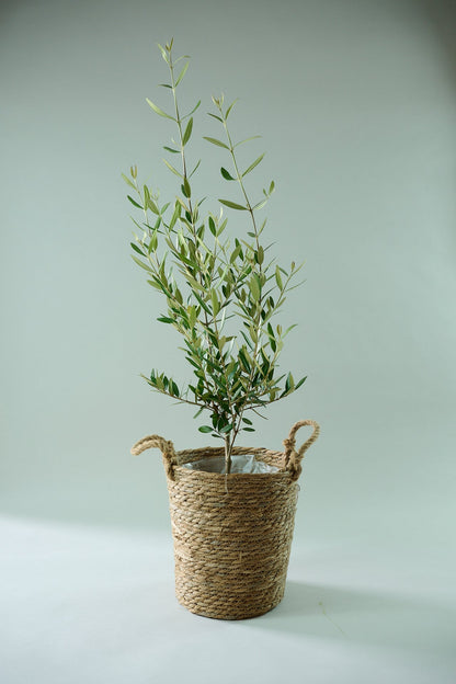 オリーブ（8号）＋カゴ（8号）