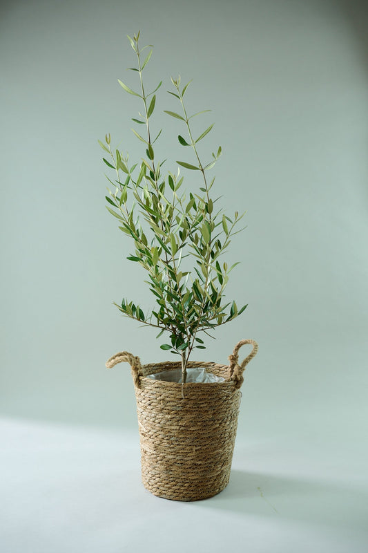 オリーブ（8号）＋カゴ（8号）