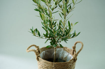 オリーブ（8号）＋カゴ（8号）