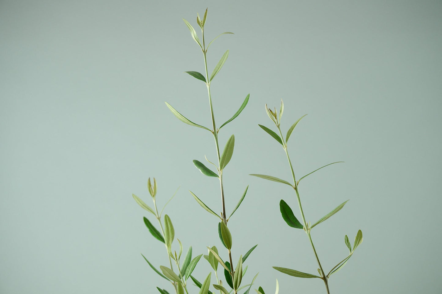 オリーブ（8号）＋カゴ（8号）