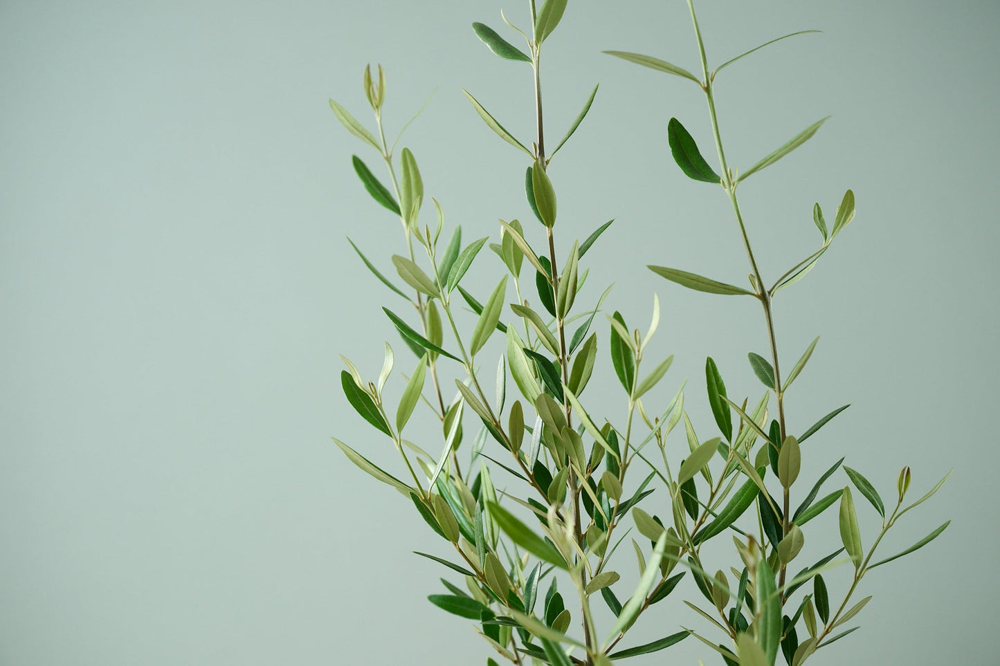 オリーブ（8号）＋カゴ（8号）