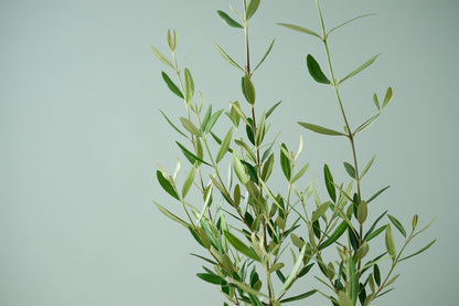 オリーブ（8号）＋カゴ（8号）