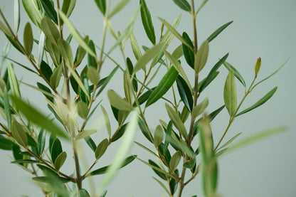 オリーブ（8号）＋カゴ（8号）