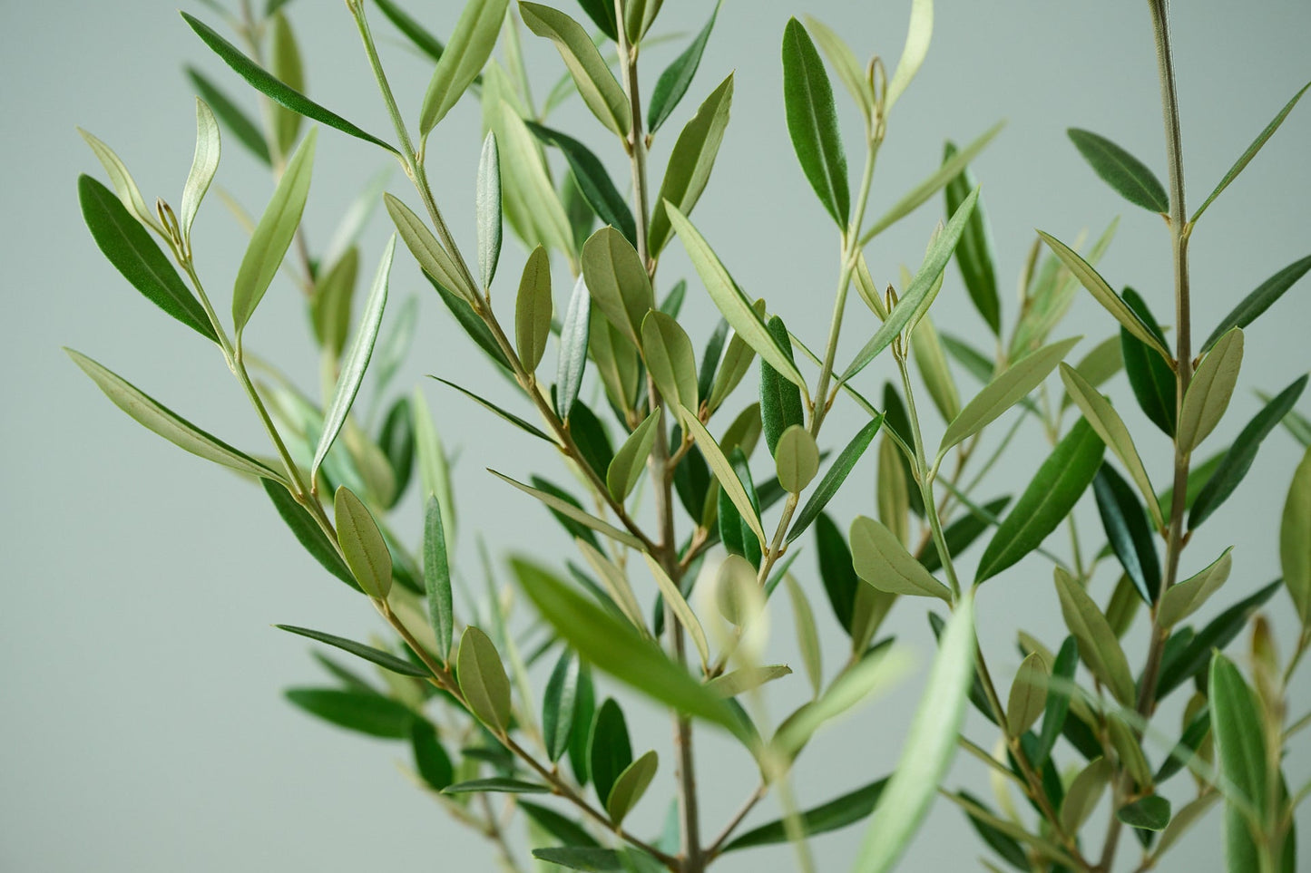 オリーブ（8号）＋カゴ（8号）