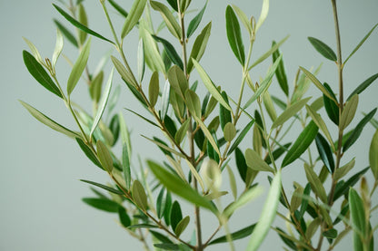 オリーブ（8号）＋カゴ（8号）