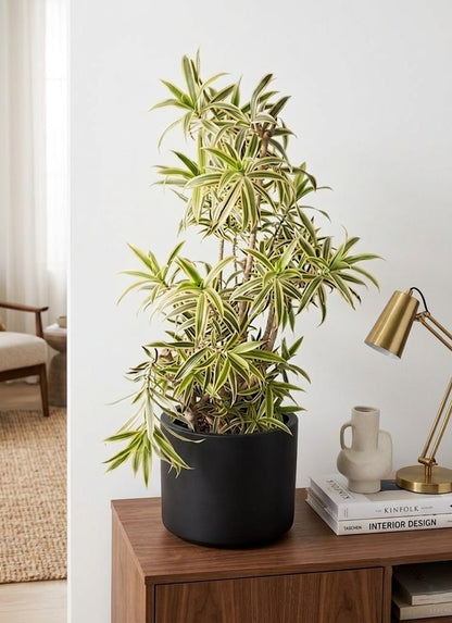 ドラセナソング オブ インディア10号