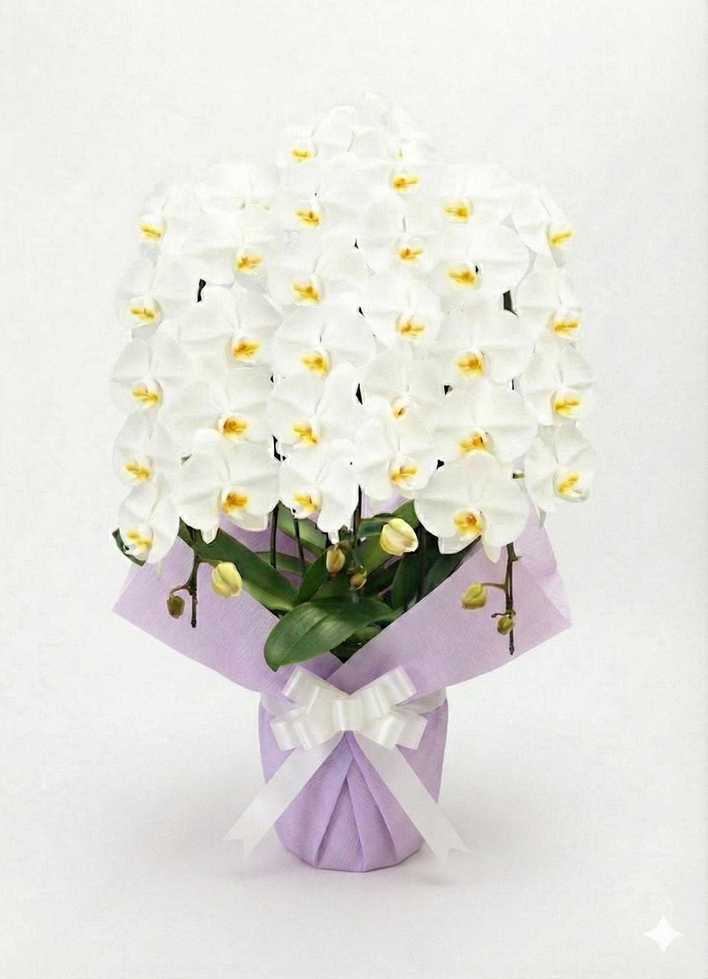 胡蝶蘭　白3本立ち（開花輪白30以上）オープン記念送料・立札無料