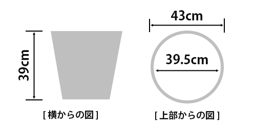 ゴールドクレスト10号　鉢付き